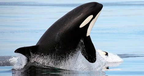 Orcinus orca