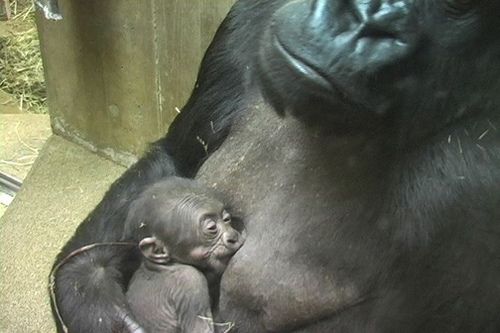 20110520104026gorillababy.jpg
