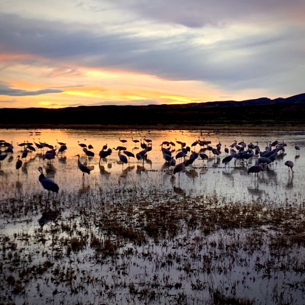 Sandhill Cranes and a New Mexico Sunset thumbnail