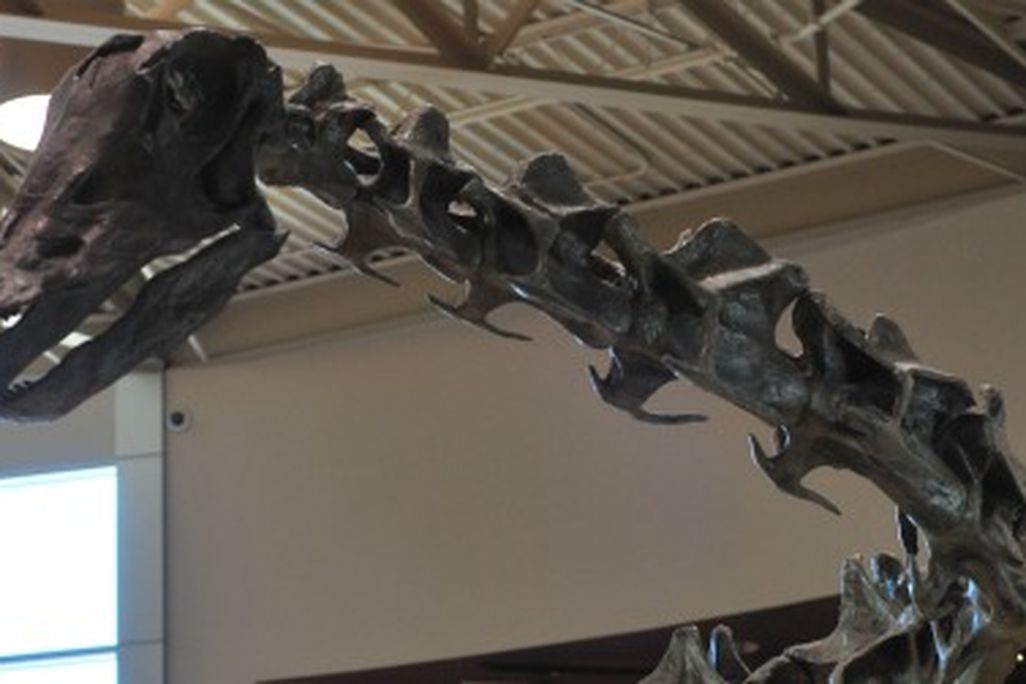 sauropod Diplodocus