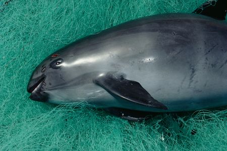 Out of five vaquita found dead this past spring, three were killed in illegal gill nets.