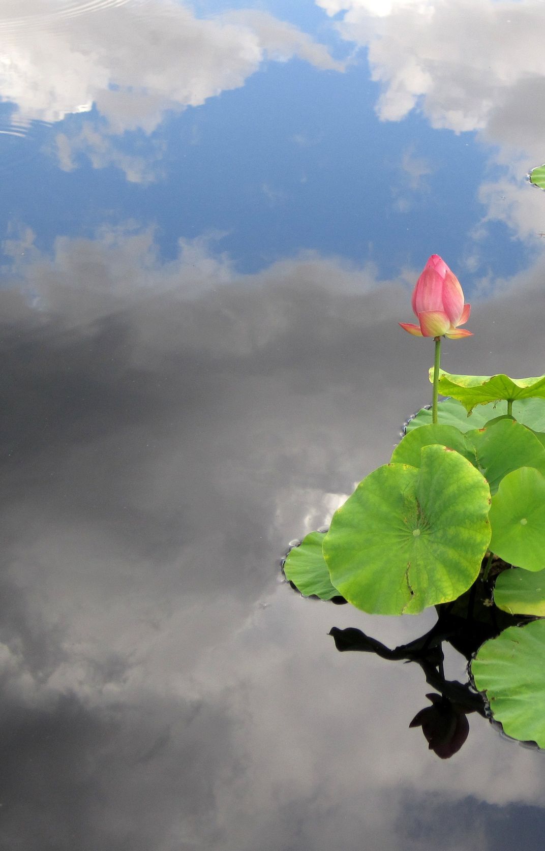 Hardy Lotus Smithsonian Photo Contest Smithsonian Magazine