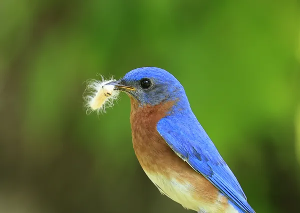 Male Eastern Bluebird with White Caterpillar thumbnail
