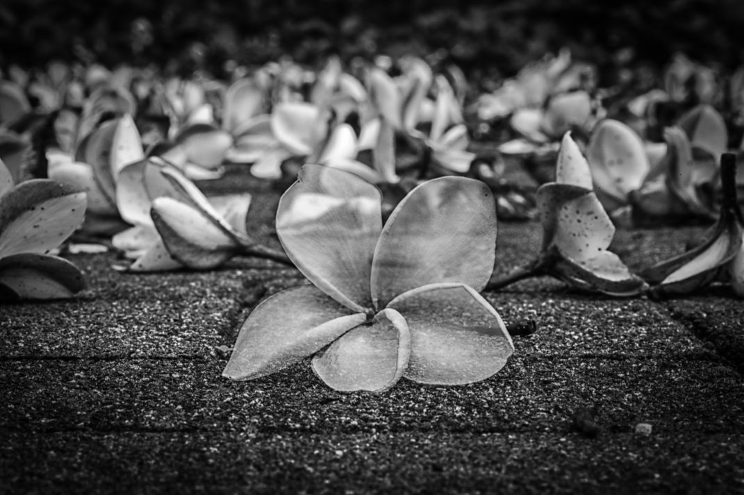 Dieing Flowers in Manila Smithsonian Photo