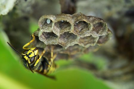 A common wasp with the colony's brood comb in Germany.