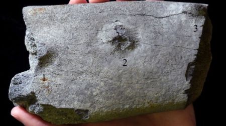 The recently discovered whale bone fossil, showing evidence of shark predation.