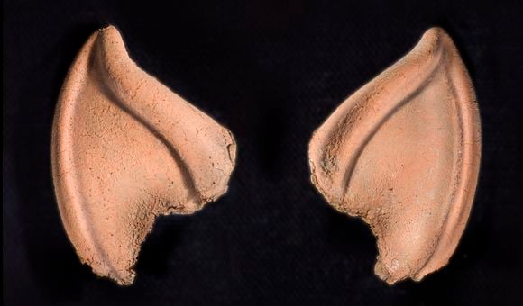 Prosthetic Spock ear tips against black background
