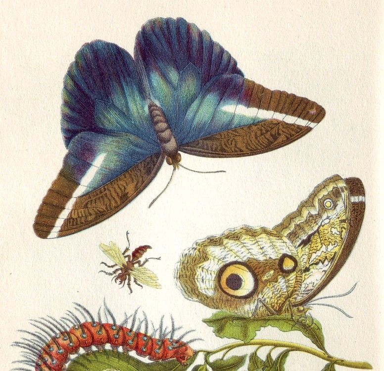 Maria Sibylla Merian illustration