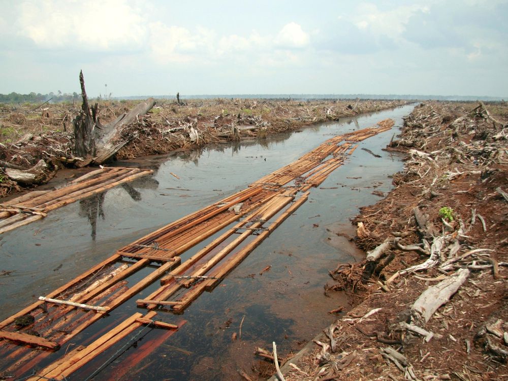 A photo of a demolished peat forest in Indonesia. There aren't any trees or shrubs left, only branches piled on top of each other. A river runs through the photo with pieces of sawnwood floating on it. The deforested area stretches to the horizon, where i