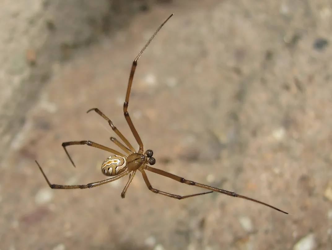 Eight Fun Facts About Black Widows, Science