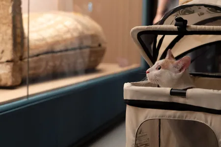 A cat in a stroller examines ancient Egyptian artifacts at the Shanghai Museum.
