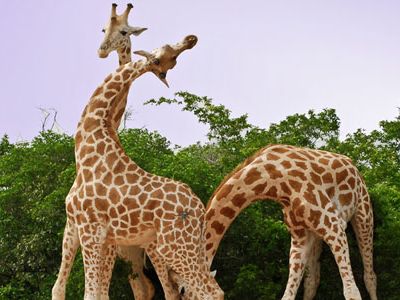 Giraffes