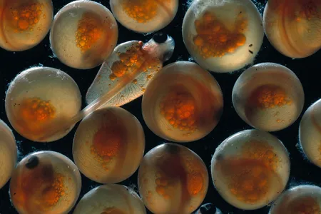 For species that reproduce sexually, every offspring is a gamble. Each has slightly different genes, giving it the potential to be carrying helpful, adaptive traits.