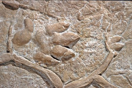 At right is a left front foot followed by the hind foot of the mysterious Chirotherium, or "hand beast." The tracks were first found in the German town of Hildburghausen.