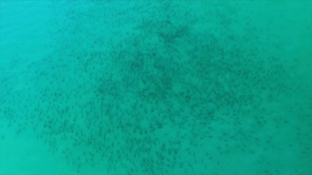 aerial view of hundreds of sharks in green water; each looks like a dark speck