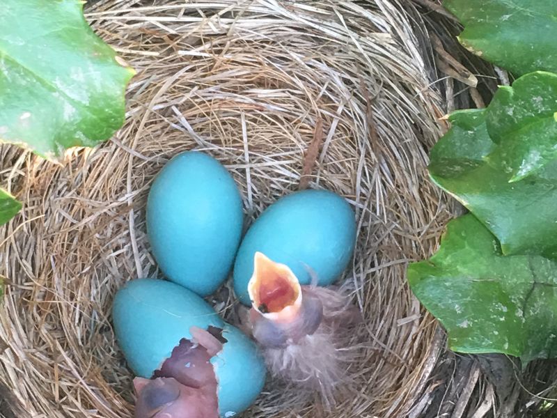 2 Baby Robins Hatch Smithsonian Photo Contest Smithsonian Magazine
