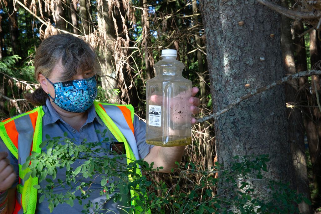 A woman wearing a mask and a bright yellow vest stands in a forest and holds a hornet trap, a bottle with a brownish liquid inside