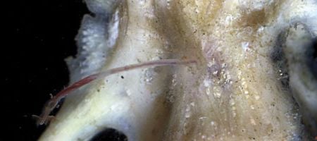 A bone-munching worm eating a fish bone.