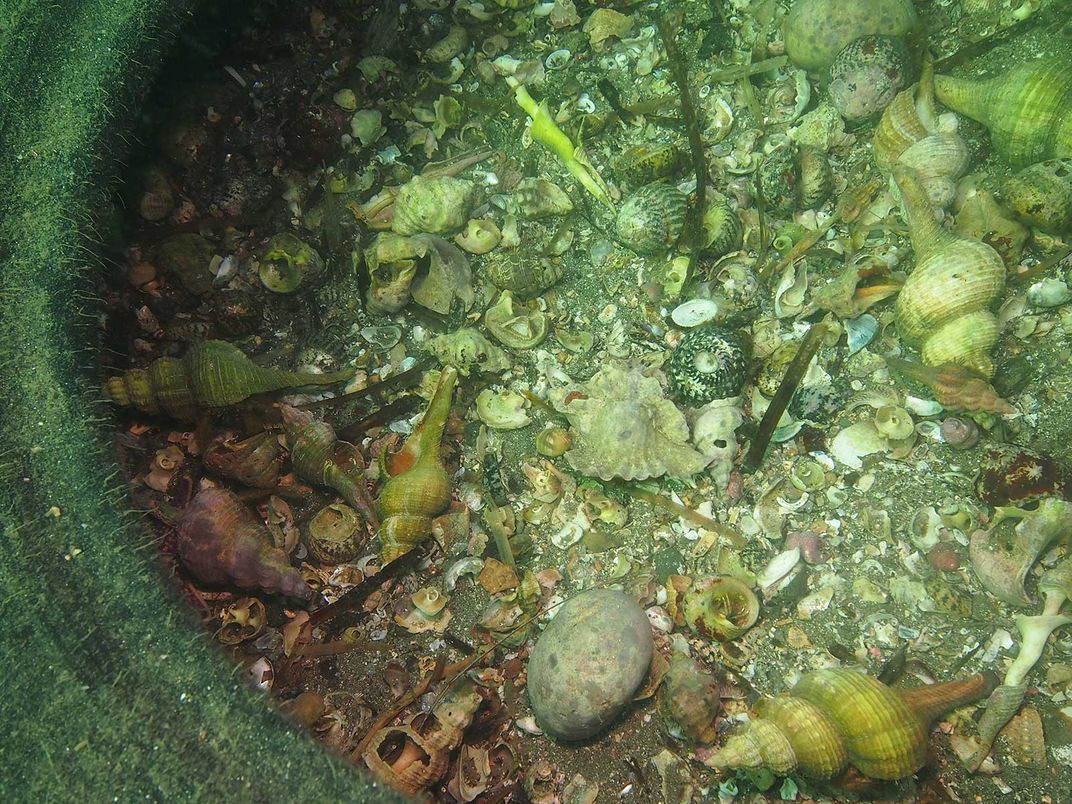 Discarded Tires Are 'Ghost Fishing' Hermit Crabs