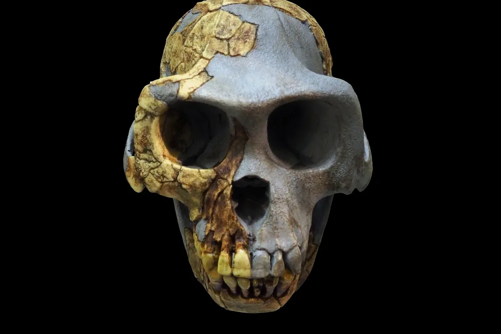 Ardi skull.jpg