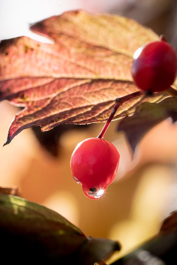 Fall berry thumbnail