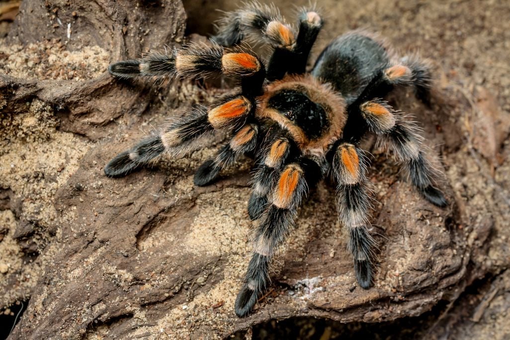 A black and orange tarantula