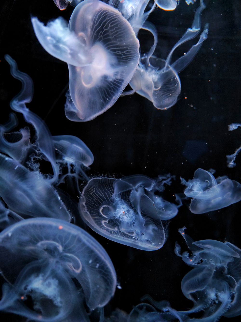 A group of jellyfish of the genus Aurelia aurita (also called the common jellyfish, moon jellyfish, moon jelly or saucer jelly) inside a tank at the Barcelona aquarium.
