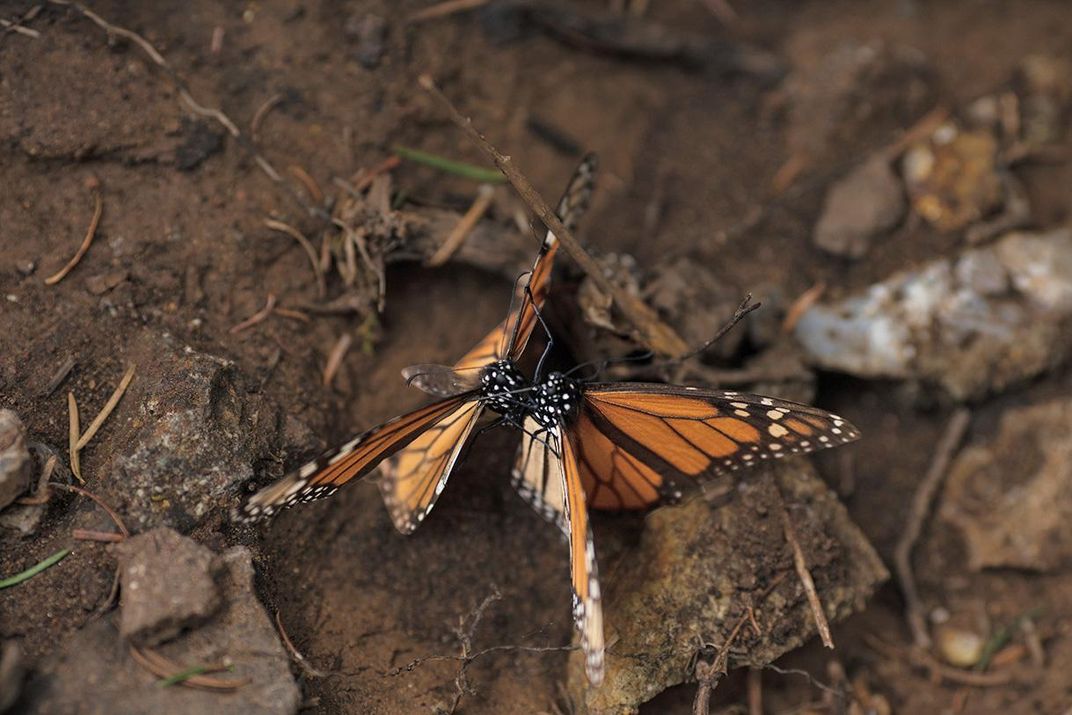 Mating Monarchs