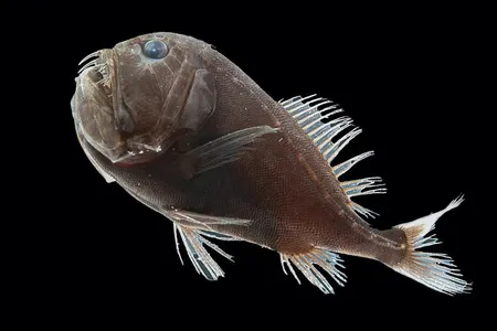 One specimen of the ultra-black fish species Anoplogaster cornuta.