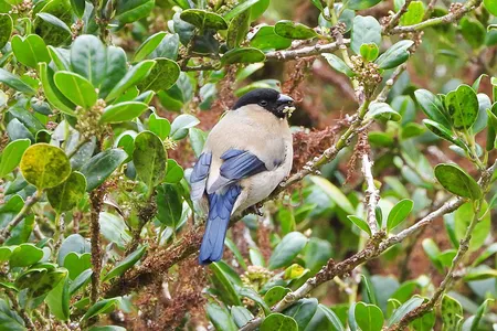 An Azores bullfinch feeds on the buds of a native tree on S&atilde;o Miguel Island in the Azores.