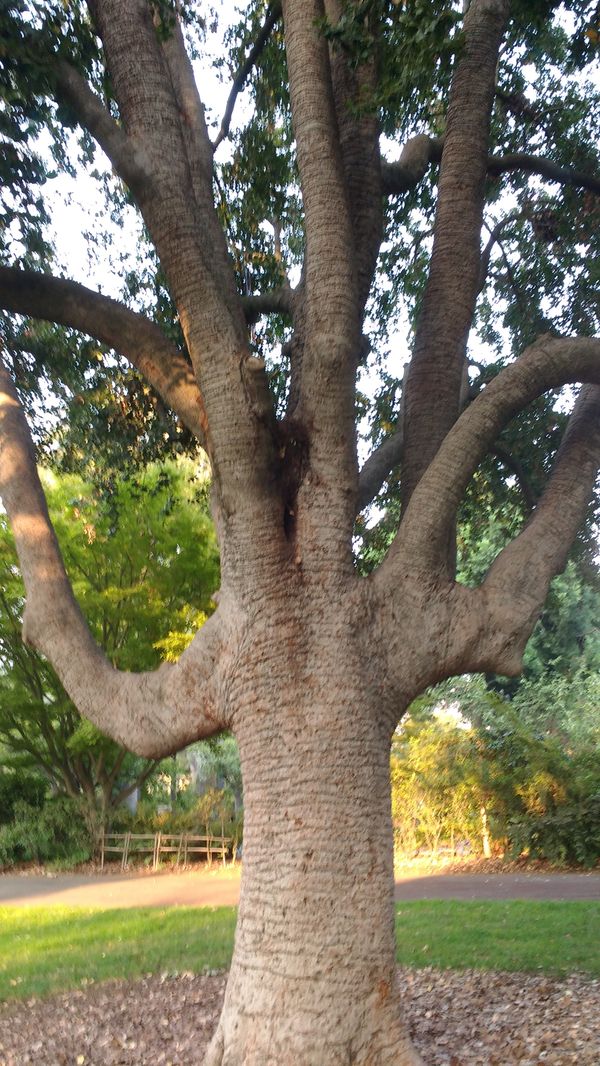 Tree resembling hand in Arboretum. thumbnail