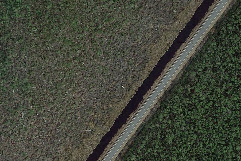 Ghost Forest From Above