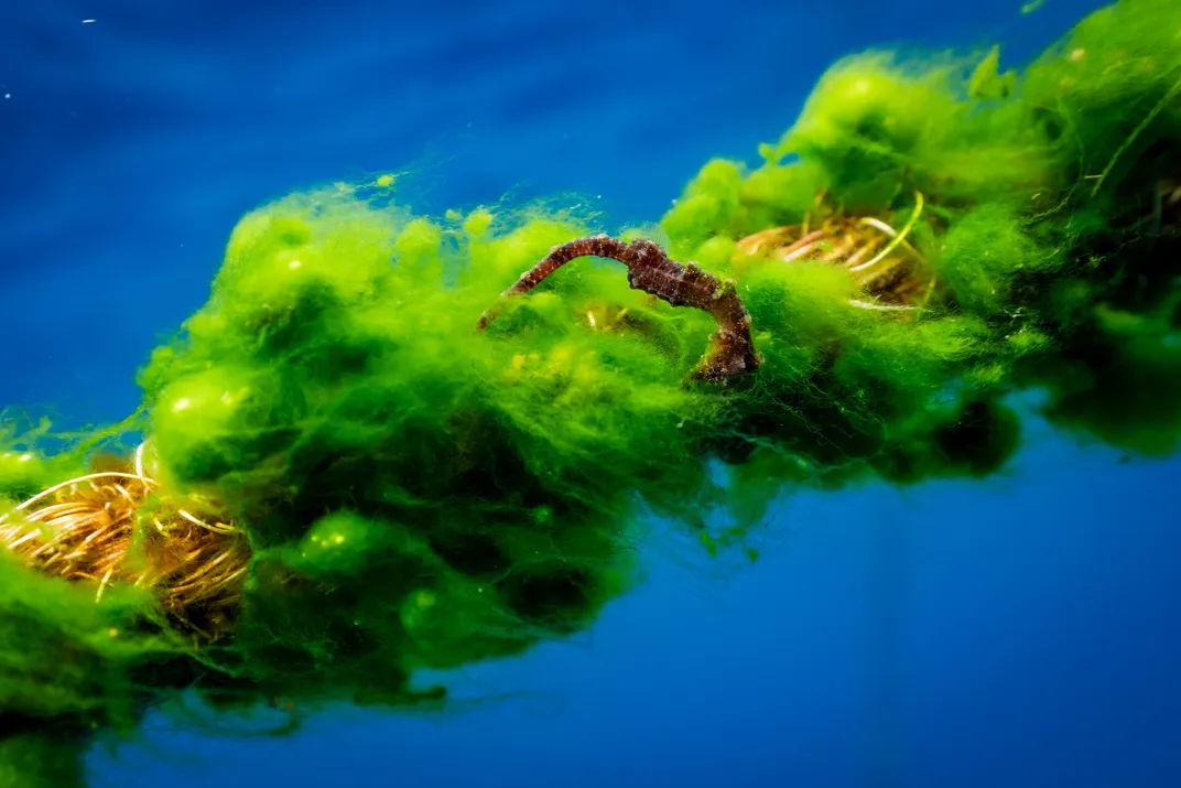 a seahorse holds onto an algae covered strip underwater