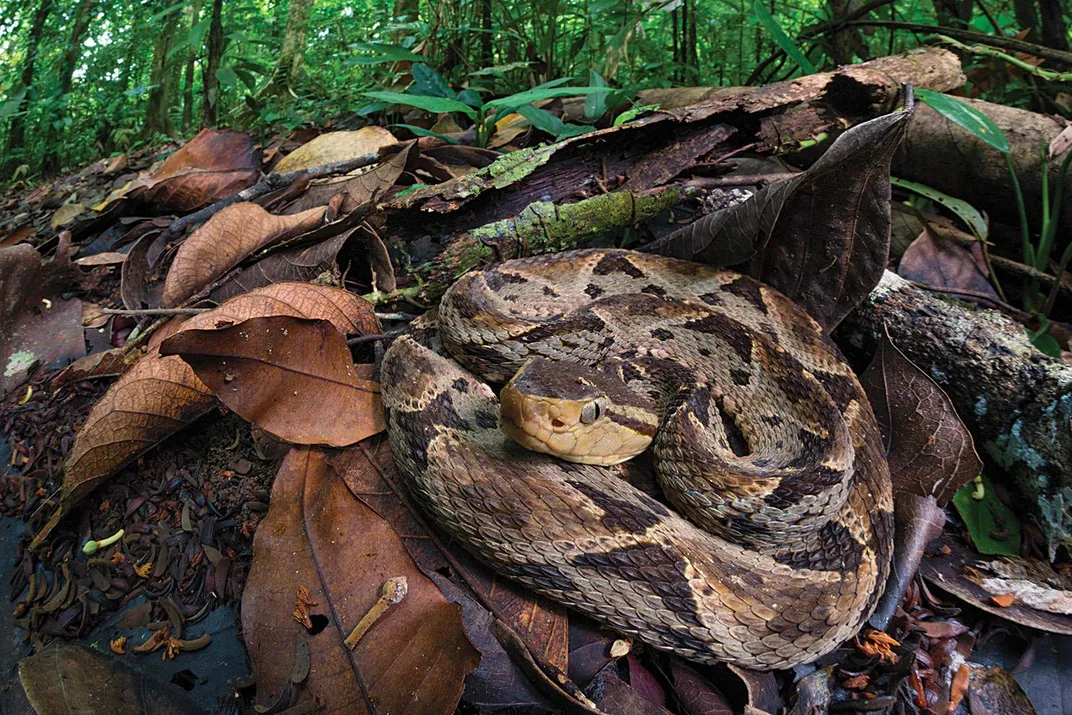 A terciopelo snake 