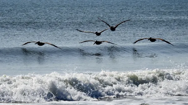Pelicans air surfing the waves on Amelia Island. thumbnail