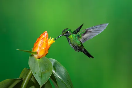 A green-crowned brilliant hummingbird feeds on a cactus flower in Costa Rica.&nbsp;