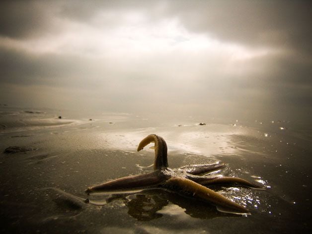 201105201041186th-photocontest-natural-starfish.jpg