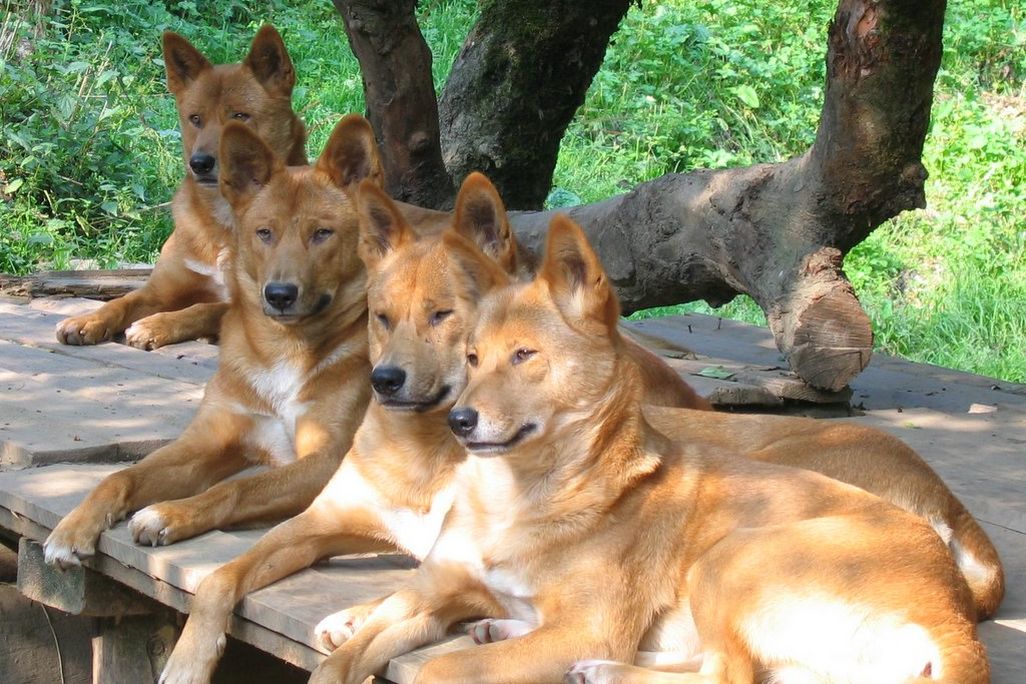 dingoes