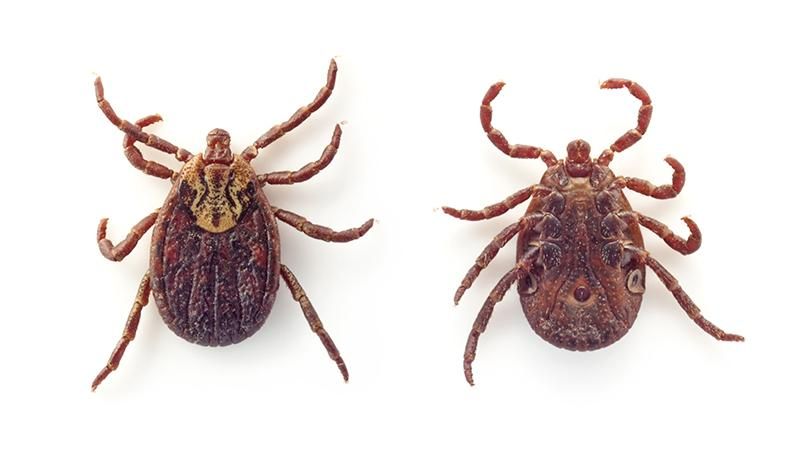 tick.jpg
