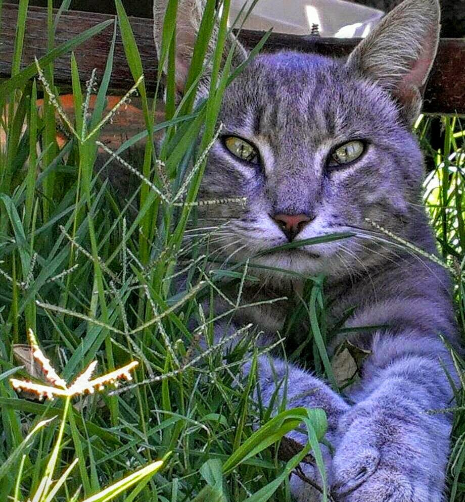 My cat Rambo hanging out on the lawn | Smithsonian Photo Contest ...