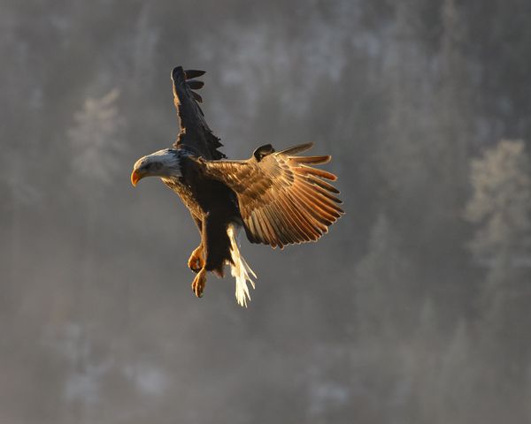 A bald eagle circling its prey. thumbnail