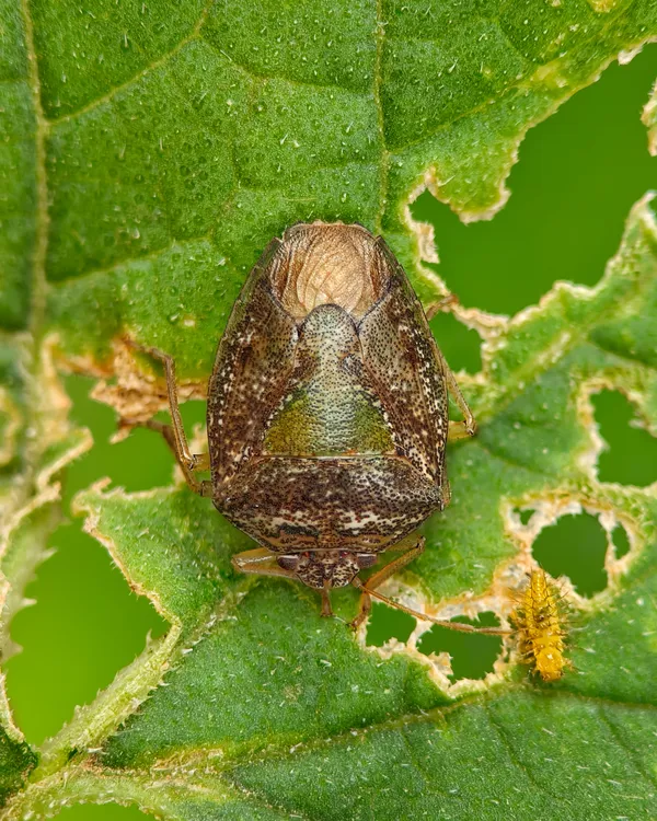 Microhabitat coexistence thumbnail