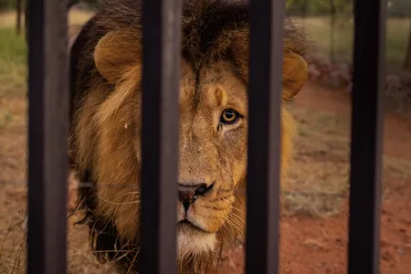 A captive-bred male lion at Warthog Safaris in Limpopo, South Africa. The breeding facility is one of an estimated 260 in the country.