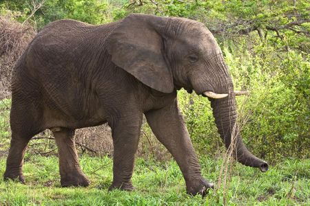 New restrictions will make it harder to sell ivory from African elephants. 