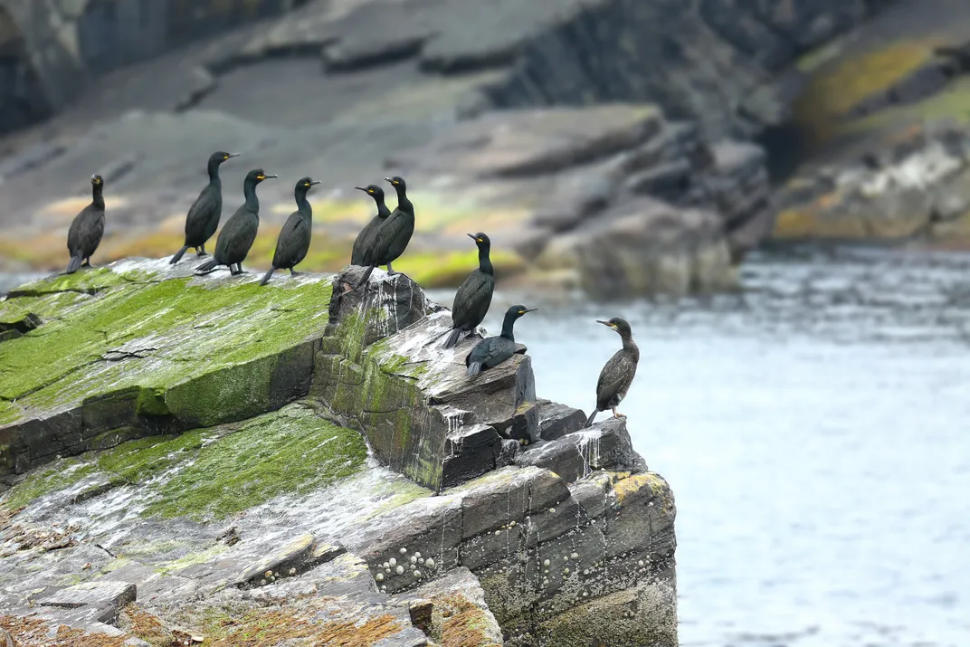 Group of Shag on Mousa, Shetland Islands