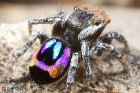 A male peacock spider, Maratus robinsoni