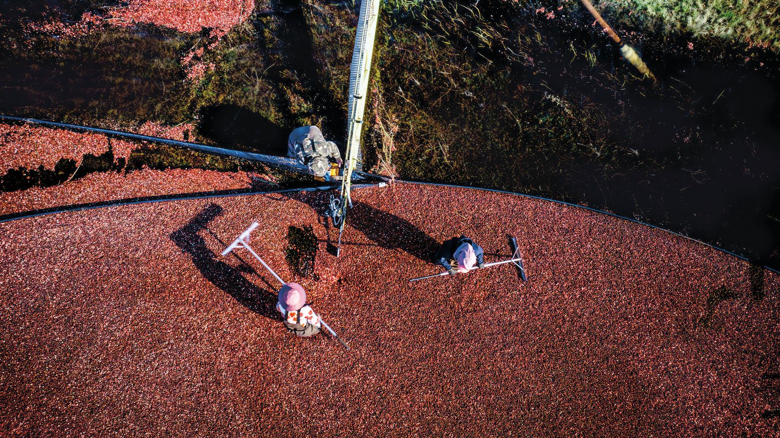 These Photos of Harvesting Cranberries Transform the Annual Ritual Into