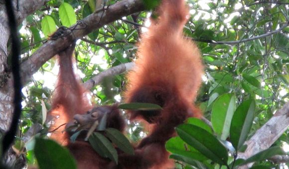 As two orangutan infants tussled in the trees, curator of primates Meredith Bastian and primate keeper Alex Reddy looked on in awe. Over the summer, they traveled to Central Kalimantan in Indonesian Borneo to follow these great apes in their native habitat.

