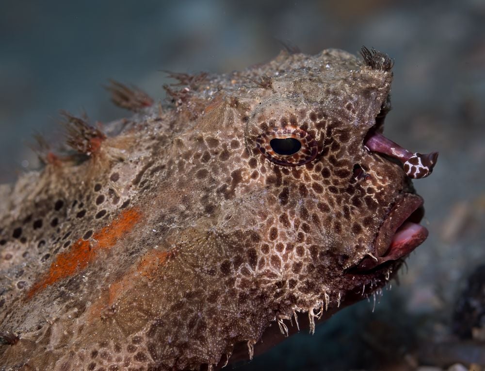 This was one of several batfishes I encountered on my first trip to Blue Heron Bridge in Florida in November 2024.