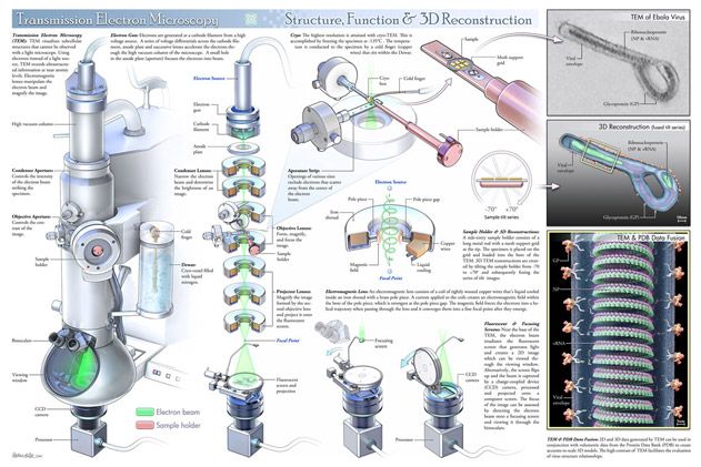 Compare the Transmission Electron Microscope